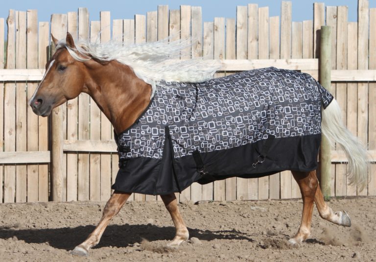 HR-GP-oct17-blanket-horse