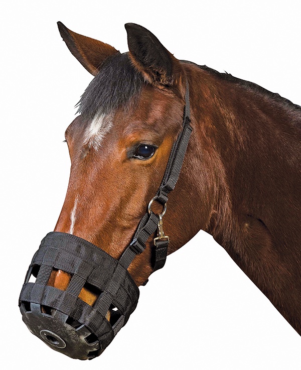 HR-gpMar18-grazing-muzzle-horse