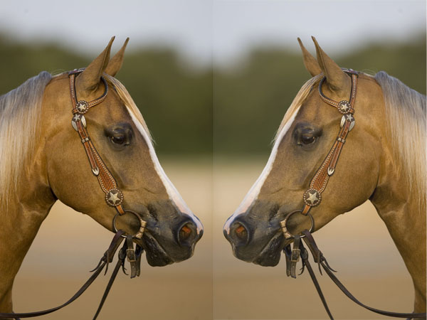 HR-Mirror-neurons-improve-horsemanship