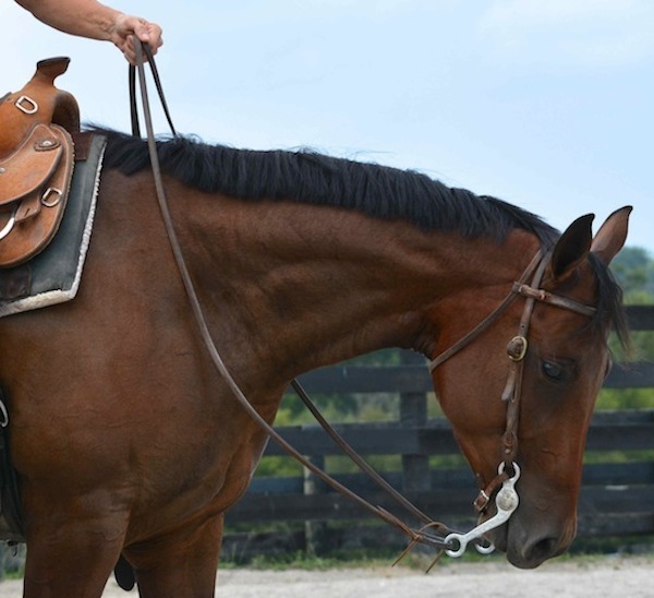 HR-soft-hand-feel-horse-flex