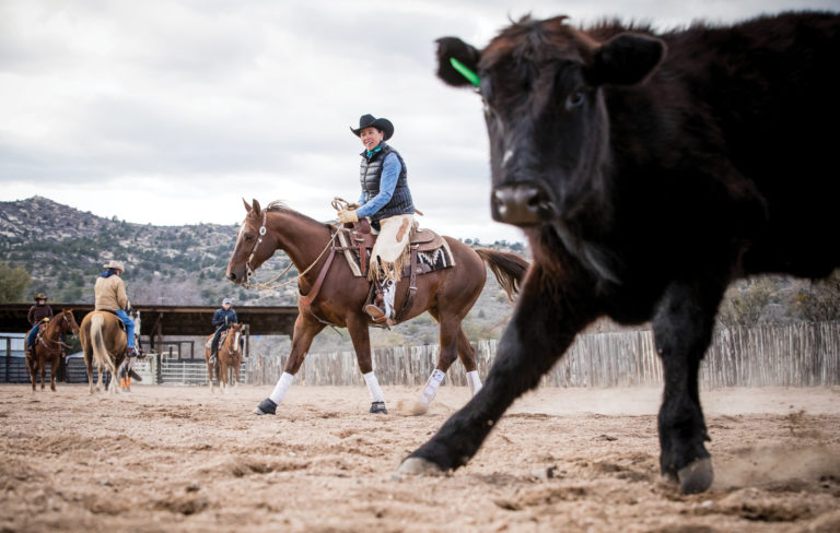 HR_SPG20 Bringing Cattle 01