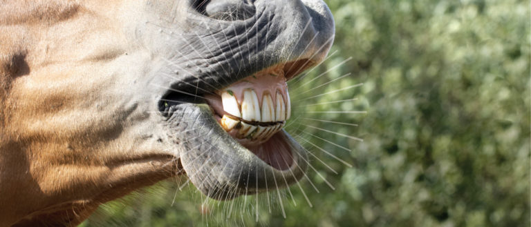 HR_SPG20_tooth care 01