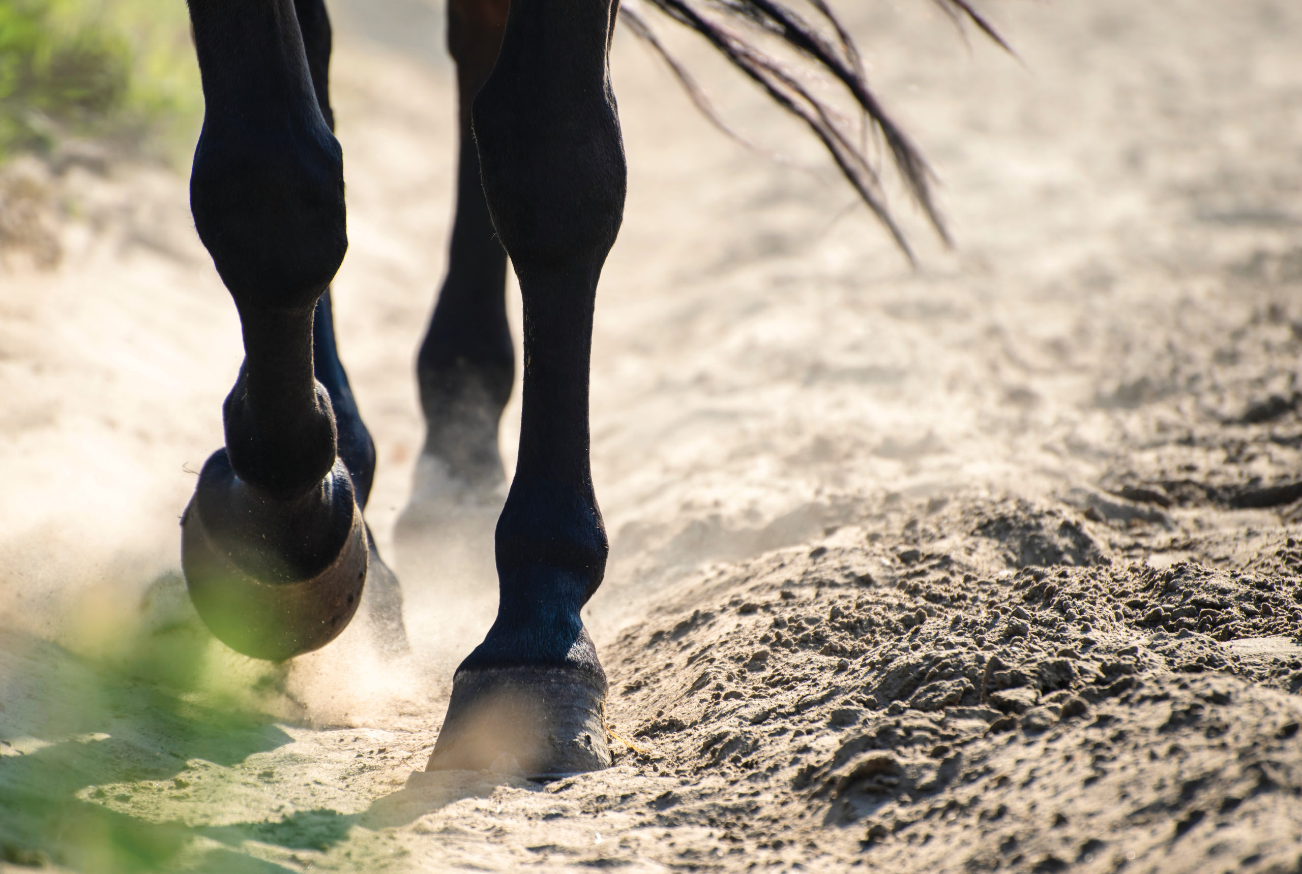 Free Images : hand, tree, sand, lawn, leaf, flower, feet, leg, spring,  crop, horse, soil, agriculture, season, human body, shoes, fun, legs,  footwear, farm animal, horseshoes, grass family 5472x3648 - - 1101365 