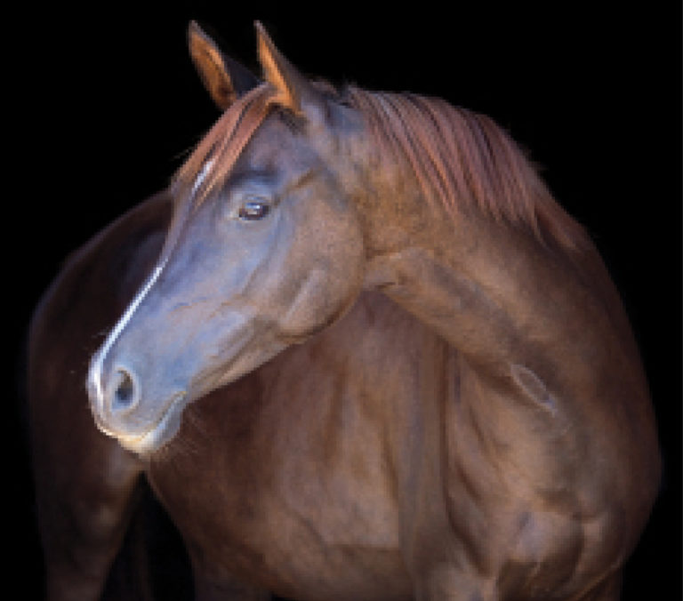 HR_WIN20_colicsurgery02