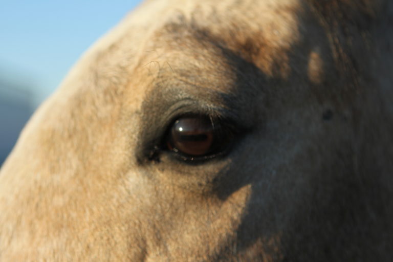The eye of a horse.