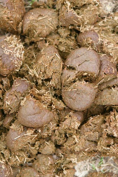 In the Name of My Beloved H&R! promo image