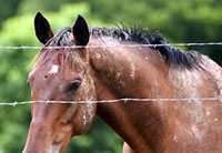 Incidence of Abandoned Horses on Rise? promo image