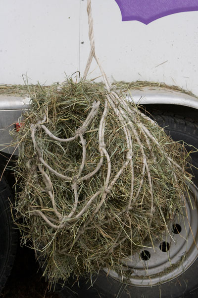 Is Alfalfa a Wise Choice? promo image