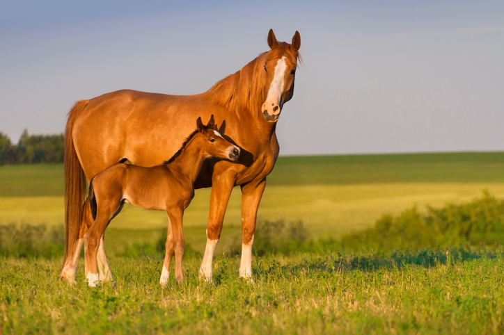 Sorrel mare and foal in a green pasture together.