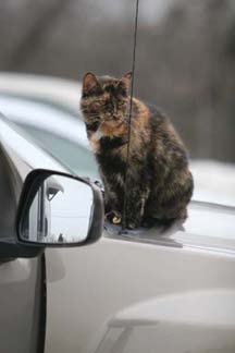 Kold Kitty; Canines Gone Crazy; SPRING, Hurry Up! promo image