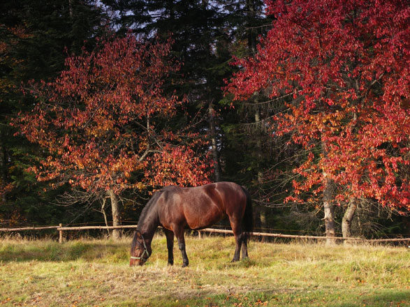 Laminitis: Autumn Risks promo image