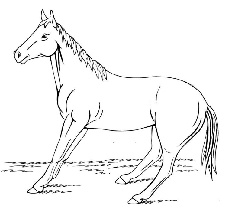 Laminitis: Do's and Don'ts promo image