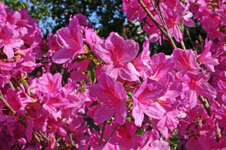 LOUISIANA-azalea-170329_1920