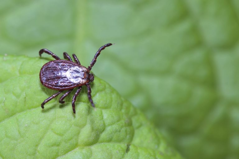 Lyme Disease—Causes, Treatments? promo image