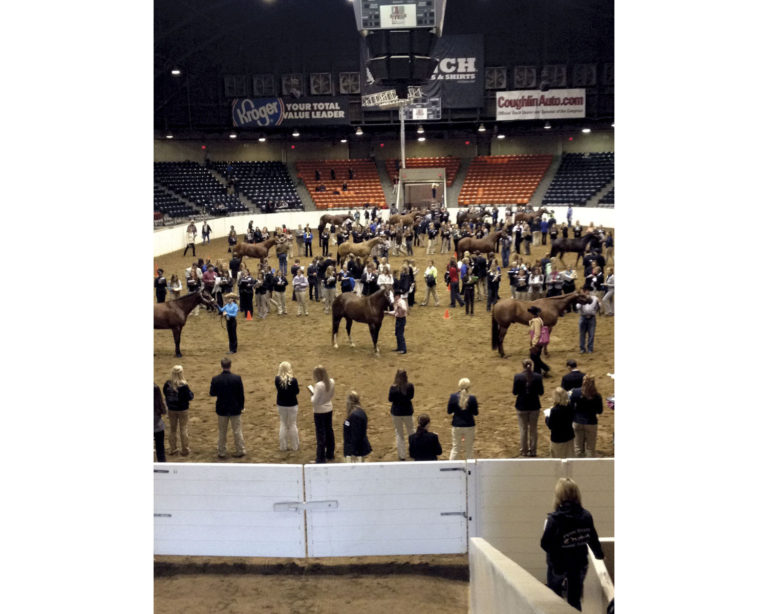 More on Collegiate Horse Judging promo image