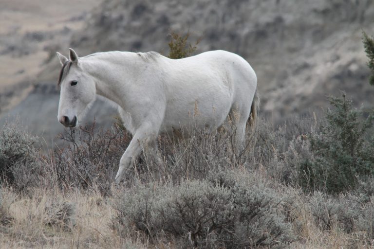 NORTHDAKOTA-wild-horse-1305739_1920