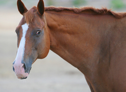 Photo by Alana Harrison