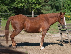 Horse with symptoms of Cushing's Disease