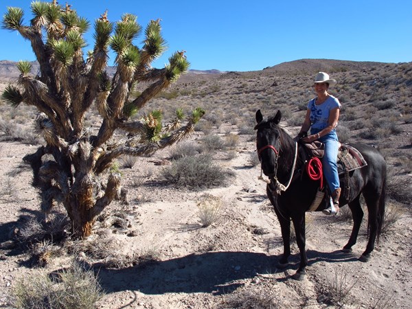Ride Nevada! promo image