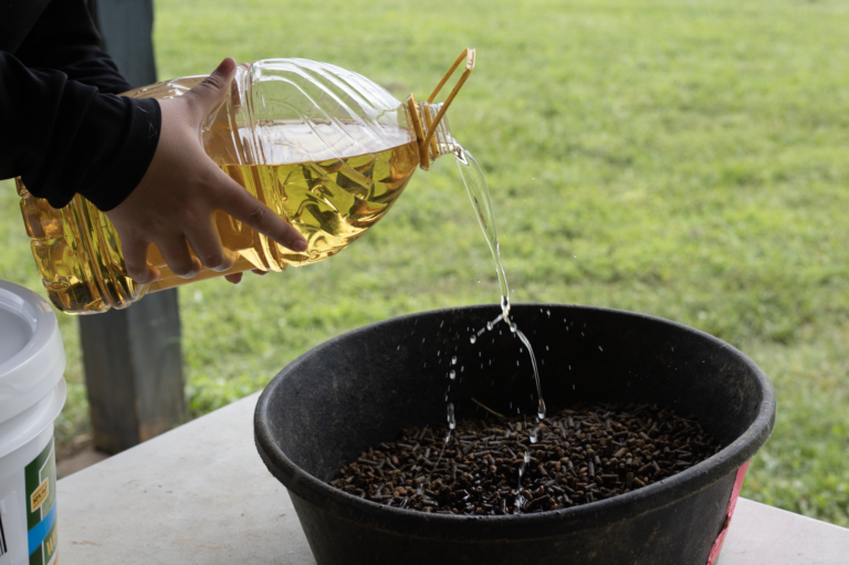 A girl pouring a splash of corn oil onto horse feed in a feed bucket.