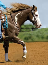 Select, Fit Protective Horse Boots promo image