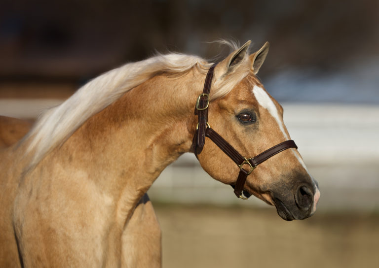 Shiner Head Pasture Right 4119