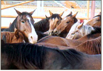 Slaughter: What Can You Do? promo image