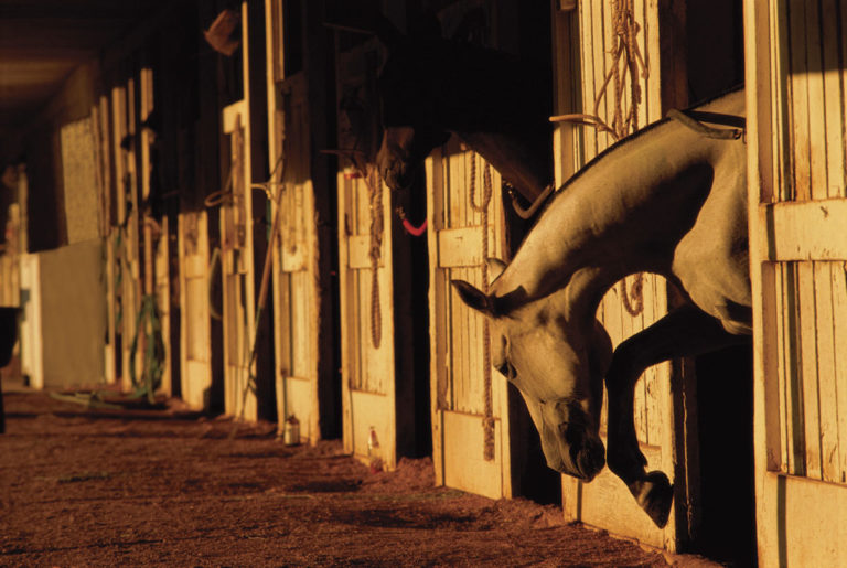 Stable Vice or Stereotypie? promo image