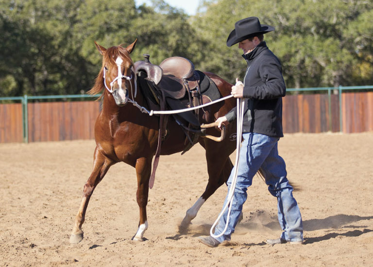 Stirrup Driving Your Young Horse promo image