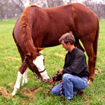 Stretching Exercises for Your Horse promo image