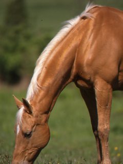 The Slaughter Debate: A Two-Sided Issue promo image