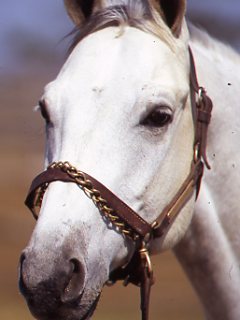 The Slaughter Debate: Your Response promo image