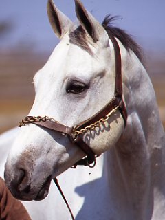 The Slaughter Question promo image