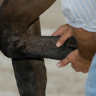 Trail Terrors, Part 8: Lameness promo image