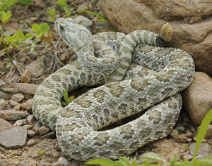 Trail Terrors, Part 9: Snakebites promo image