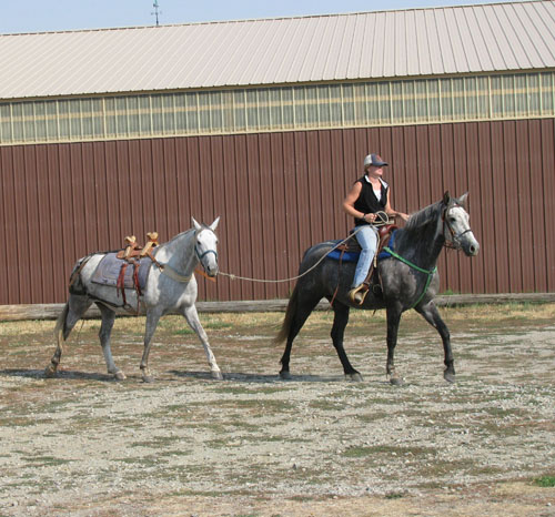 Training Pack Animals: Gait Training and the Pony Horse promo image