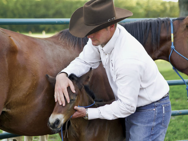 Video: Clinton Anderson Haltering a Foal promo image