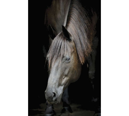 Video: We'd Love to Own Mare Peanut promo image