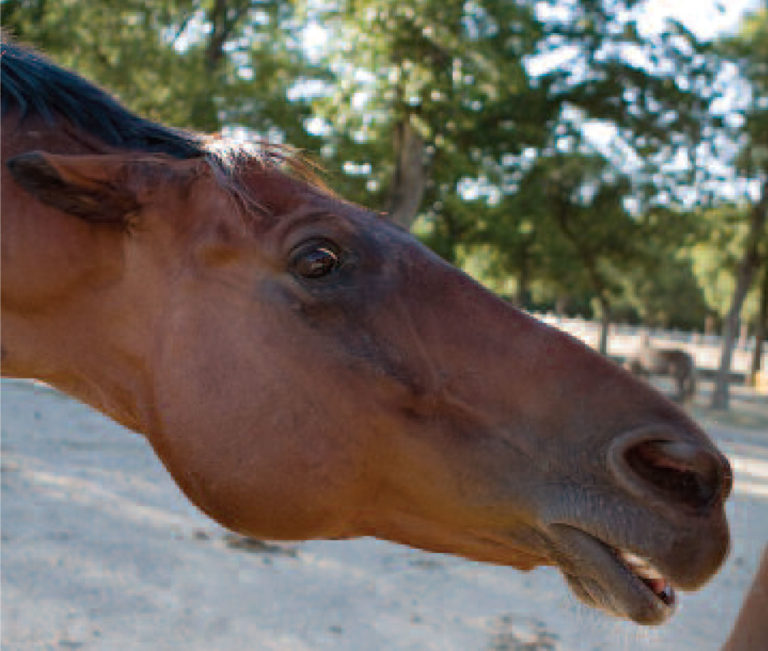 What's Your Horse Thinking? promo image