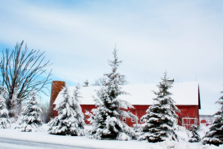 Barn and trees covered in snow after a winter storm.
