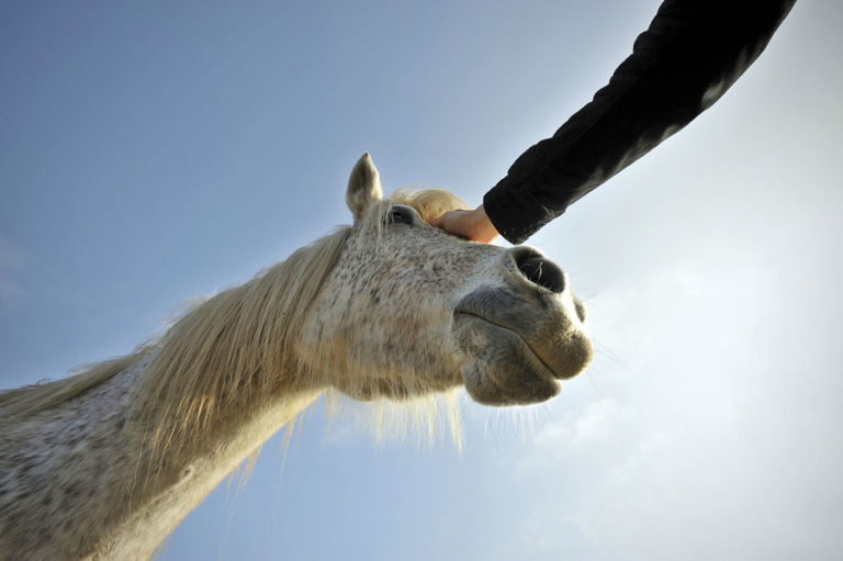 Zen Horseman promo image