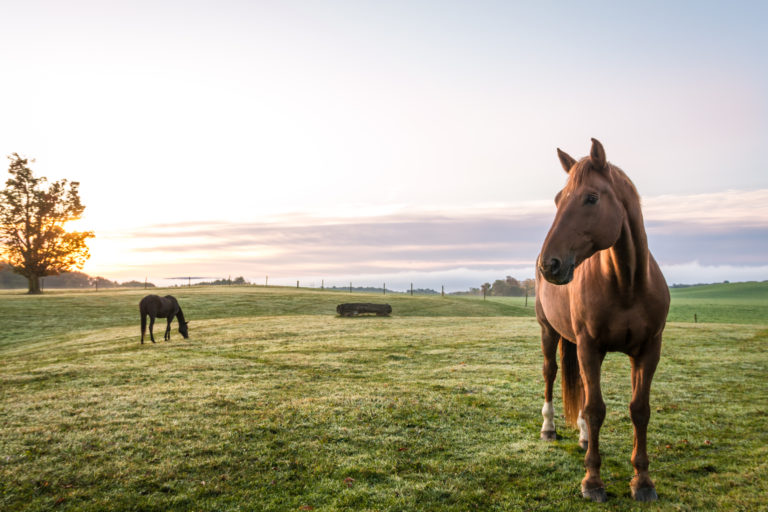Horses grazing in pasture on a cold morning at sunrise beautiful