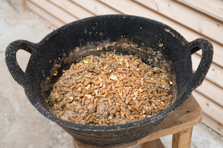 A black horse feed bucket is filled with senior horse feed.
