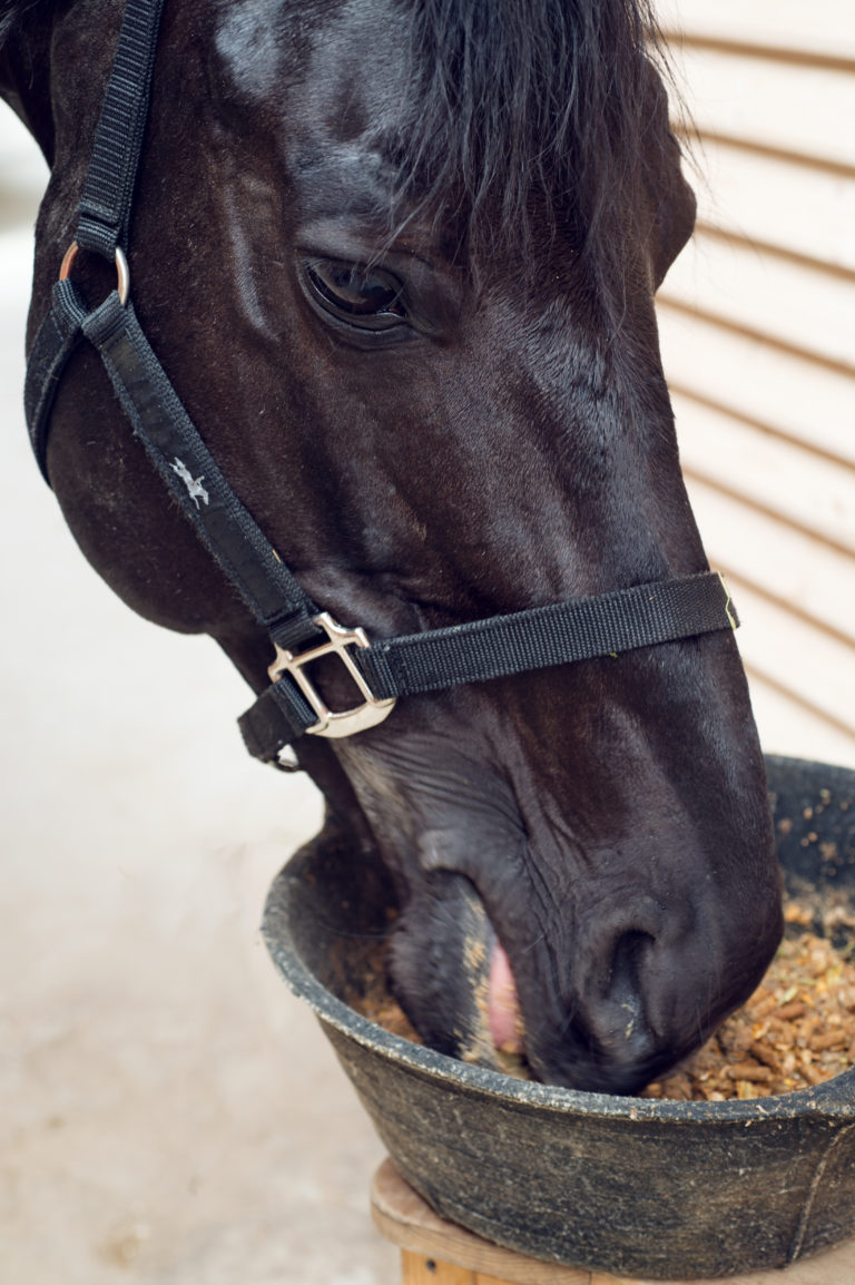 A black horse eats mash out of a feed pan.