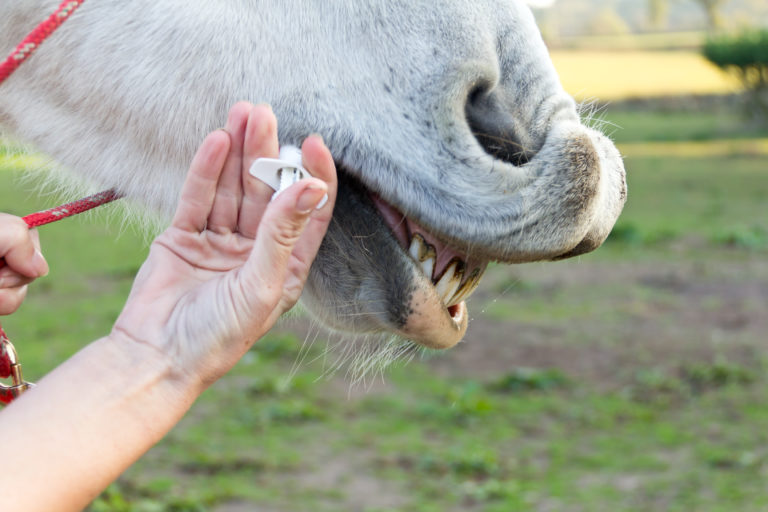 horse-deworming