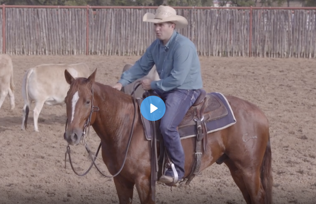 Rewarding Horses How to Reward Your Horse