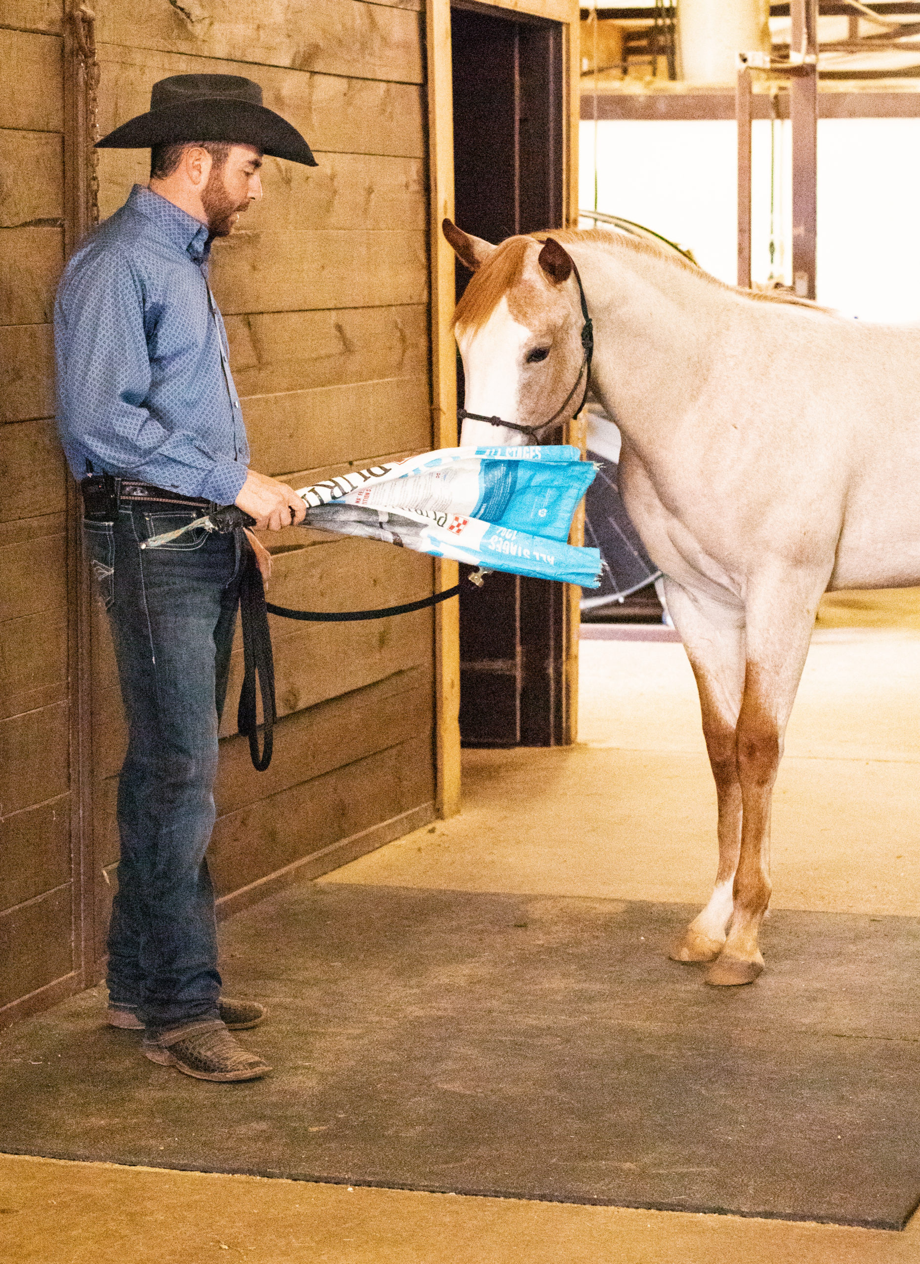 Make this desensitizing tool to get your horse used to foreign objects. 