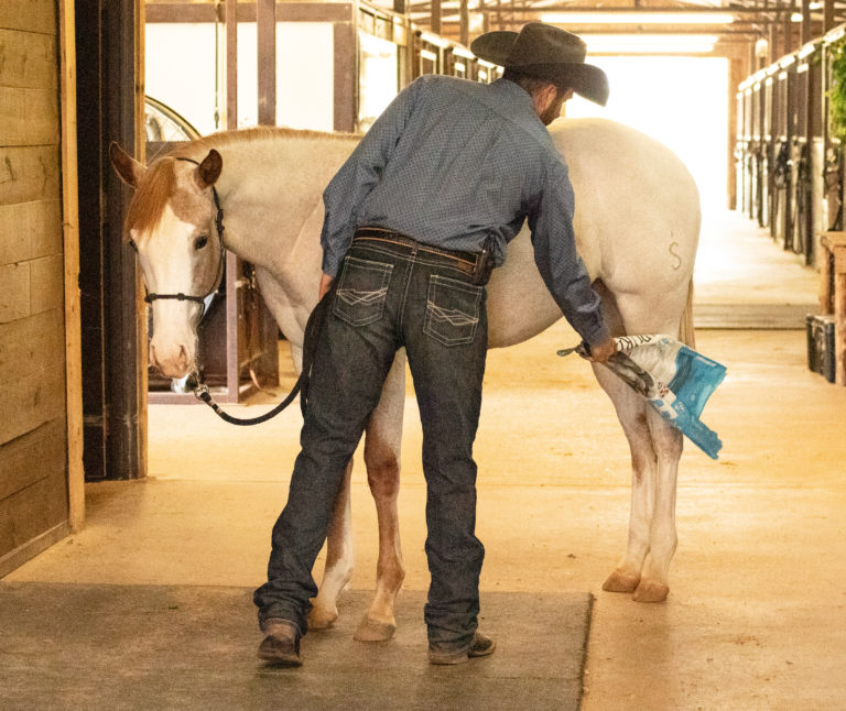 Use a desensitizing tool on your horse.