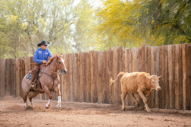 Brad Barkemeyer riding red roan reined cow horse going down fence with a brown cow using Weaver Leather gear.