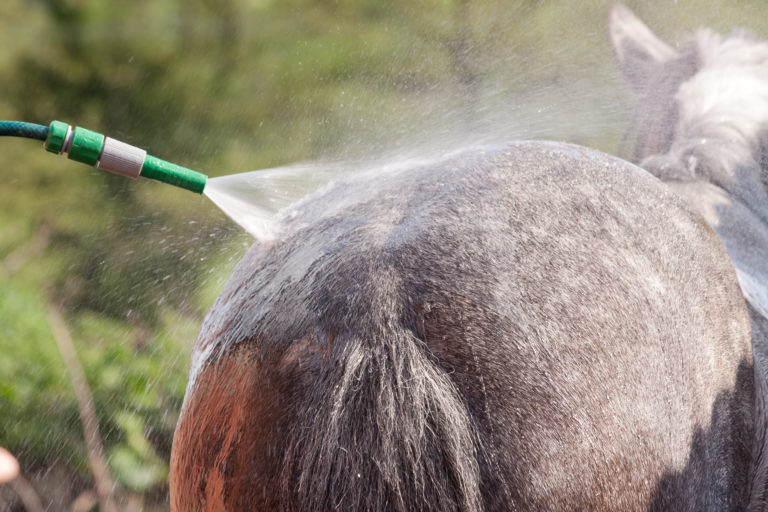 Close-up of a hose pipe being used to wash a horse on a hot summ